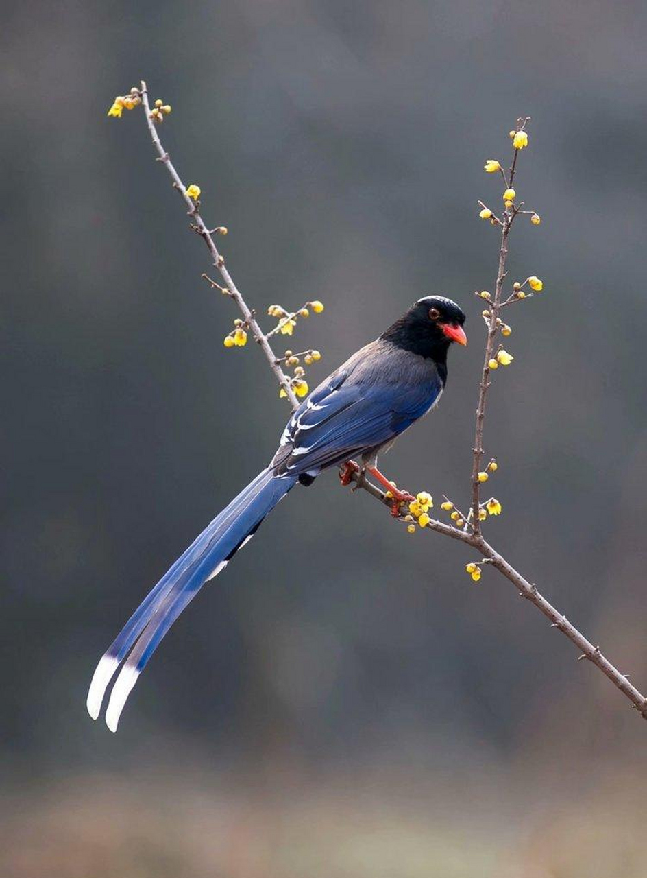 它们的拥有长而尖的翅膀,使得它们在飞行中