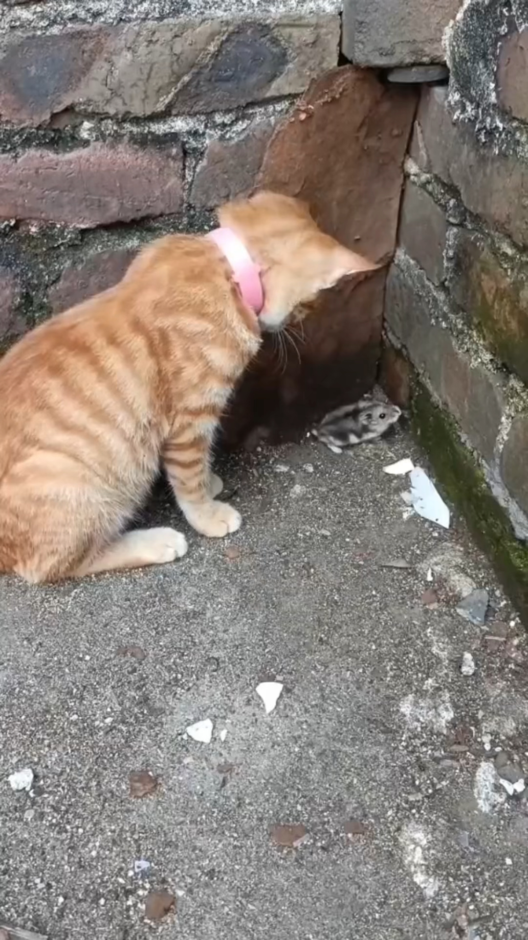 猫咪挑衅老鼠名场面,这一幕太震撼了-度小视