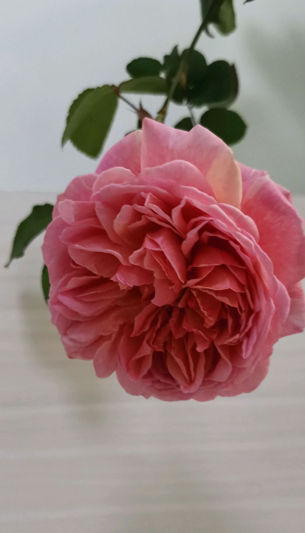 香织装饰是被很多花友忽视的优秀的月季品种