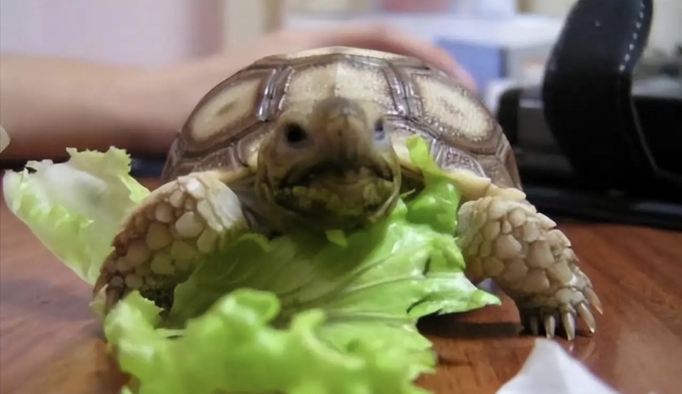 千年王八万年龟,男子无意间捡到的一只"只吃青菜的乌龟",越养越大,7年