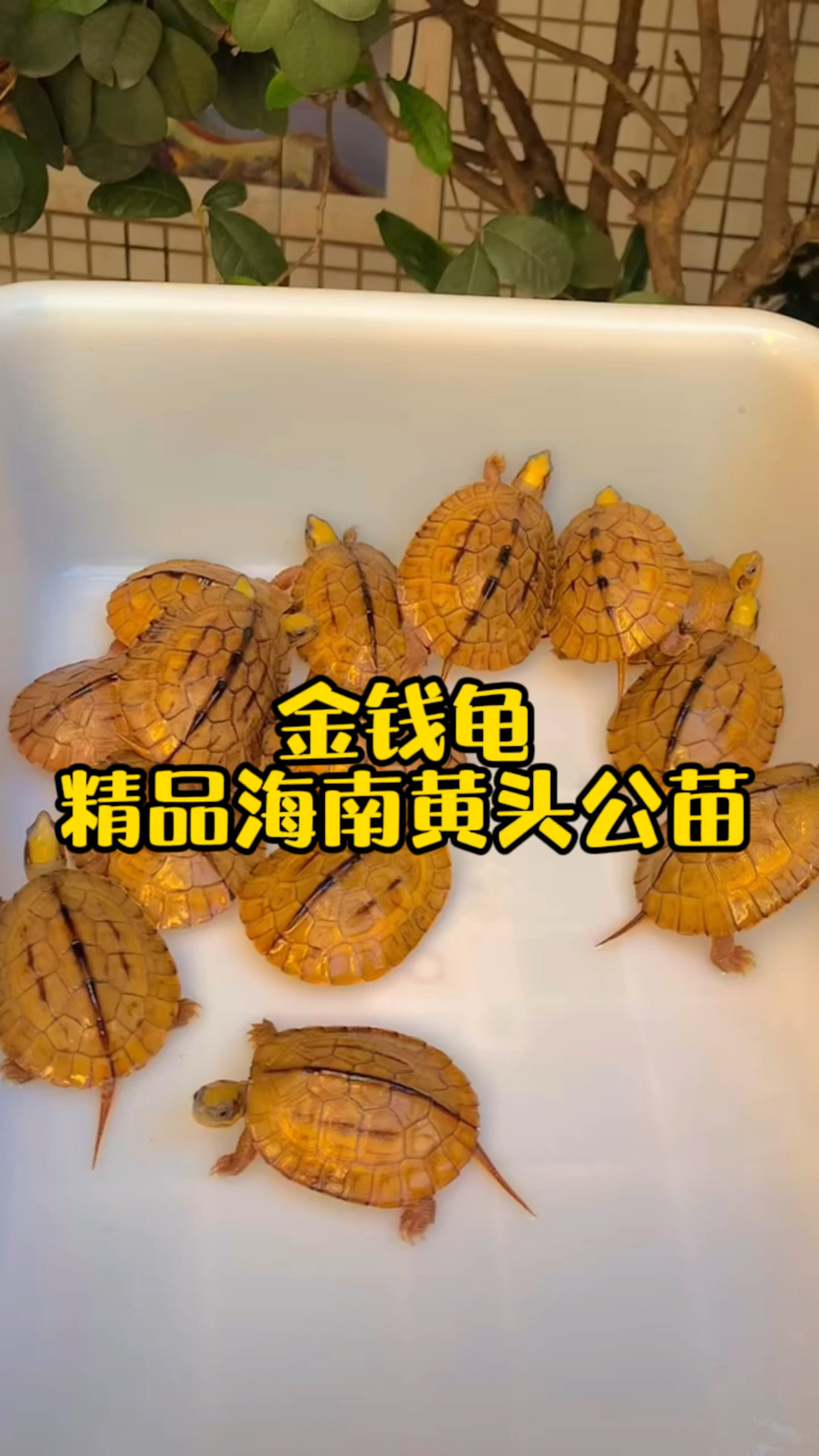 金錢龜精品海南黃頭公苗,專業孵公技術,質量保證!強公身形,好養易大!