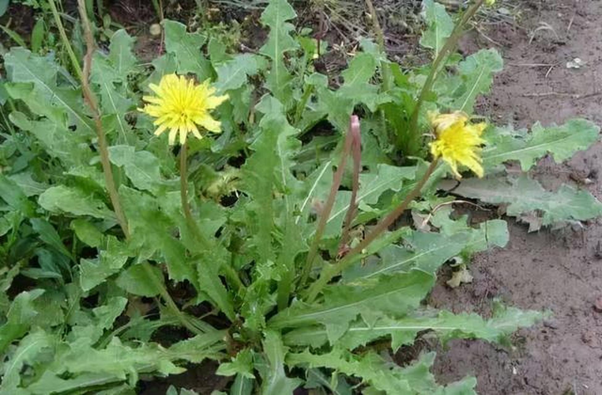 五种抗癌野菜②  2,苦菜 在我国的很多地区其实都是有苦菜的,它又叫做