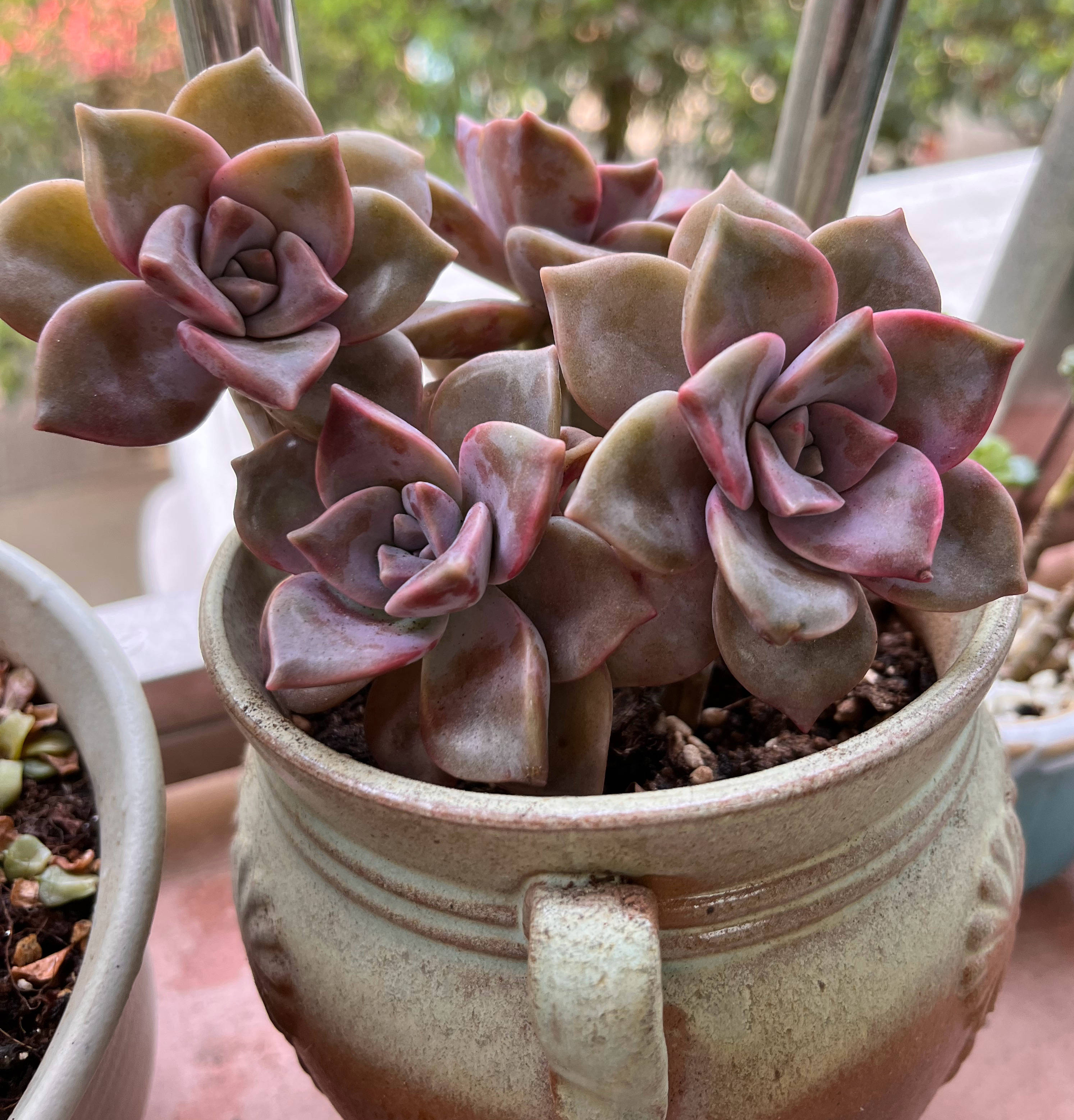 养多肉紫乐,注意3个细节,小崽多小芽多,颜色美壮观可爱