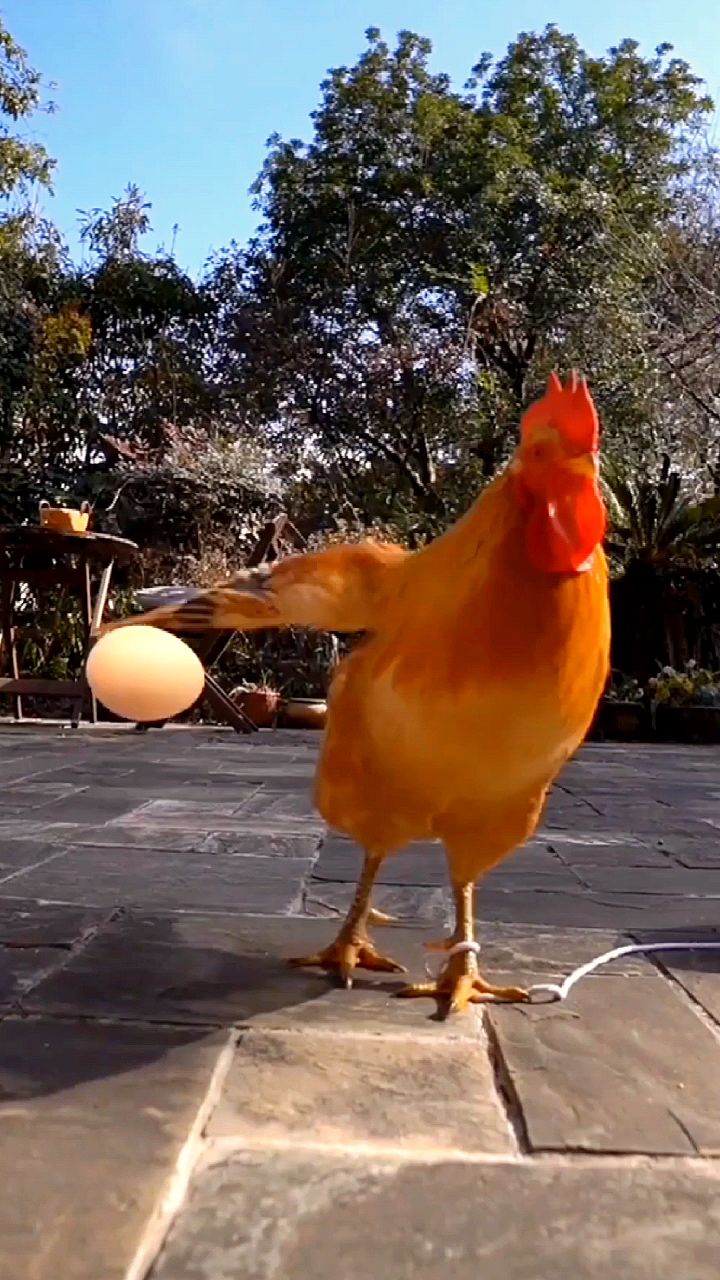 来看鸡打球,这样一定很好吃