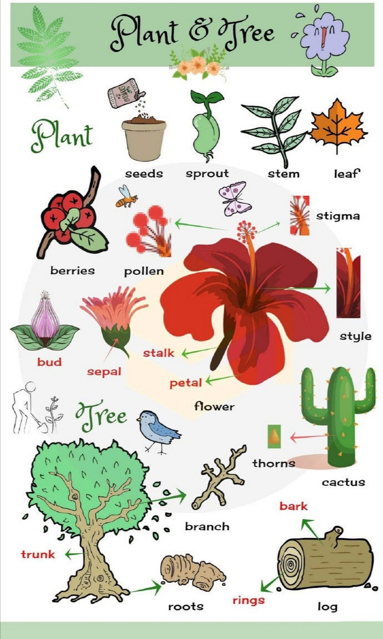 英语学习必备单词:植物相关英语词汇及英文表达!