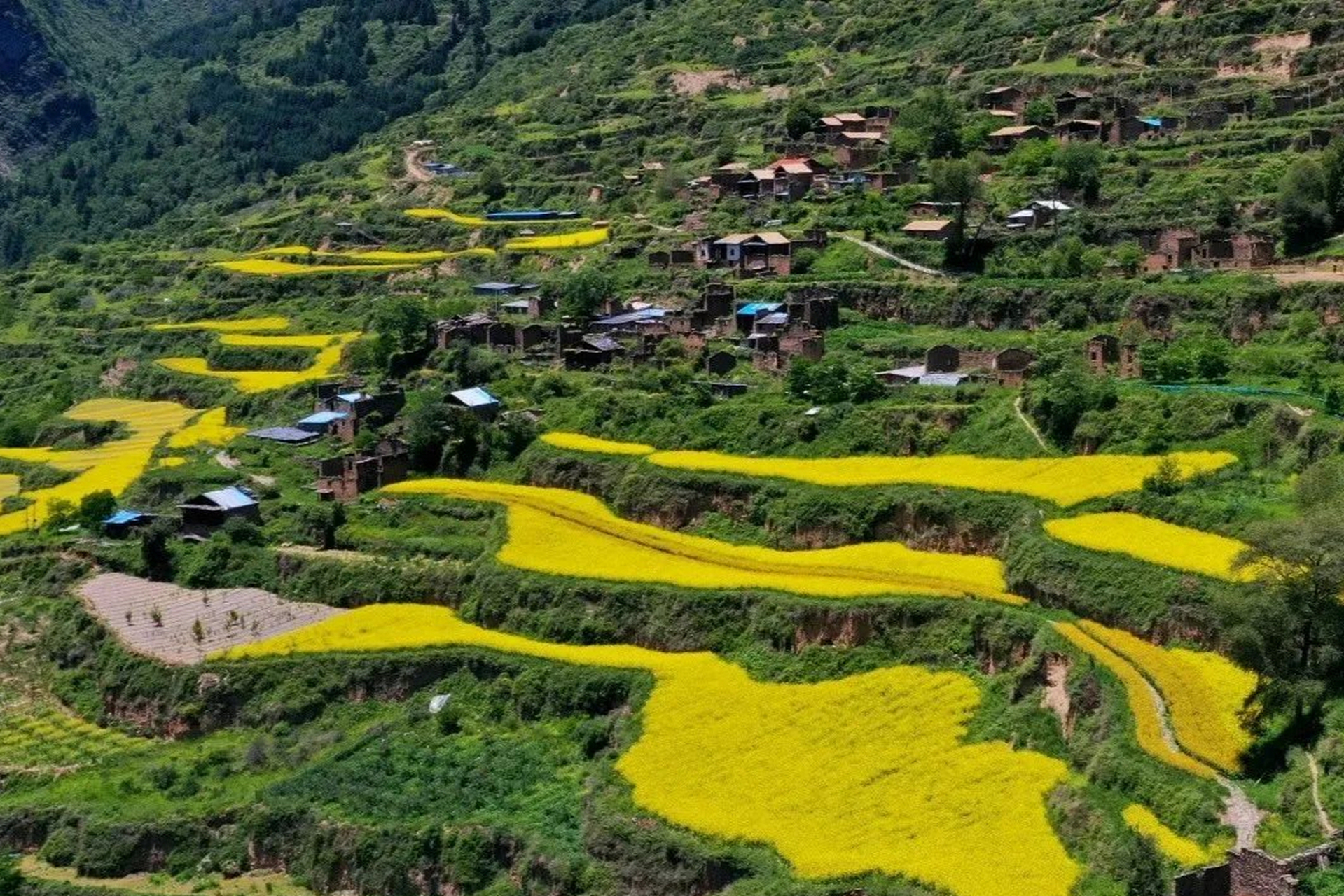 四川茂县牛尾村,这里是一座充满活力的羌族聚居村落.