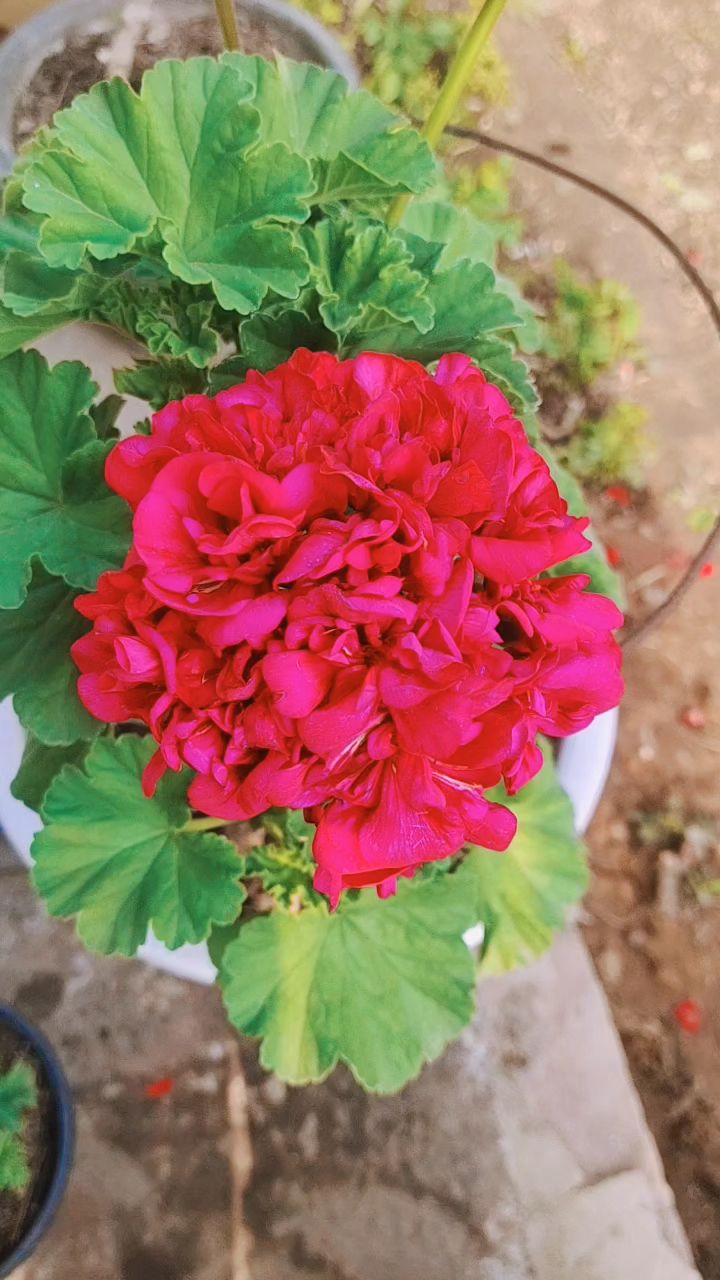 重瓣直立天竺葵里的佼佼者真的很给力