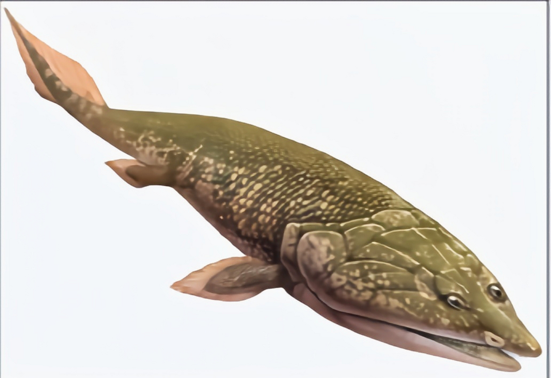 潘氏鱼是一种生存于3亿八千万年前的早期鱼类,生长