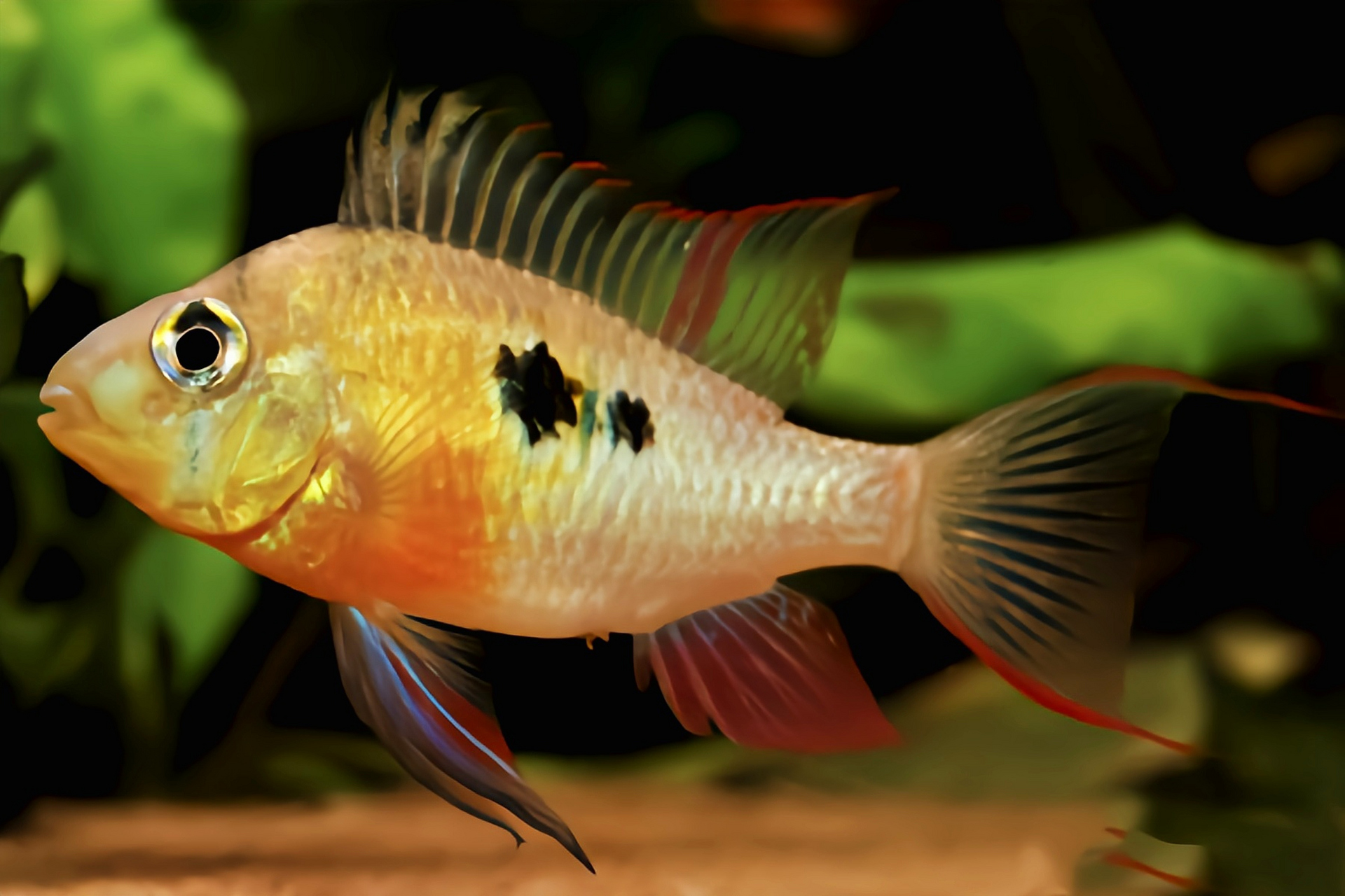 每天认识一种动物——玻利维亚凤凰鱼 玻利维亚凤凰又名帝王宝石,袖珍