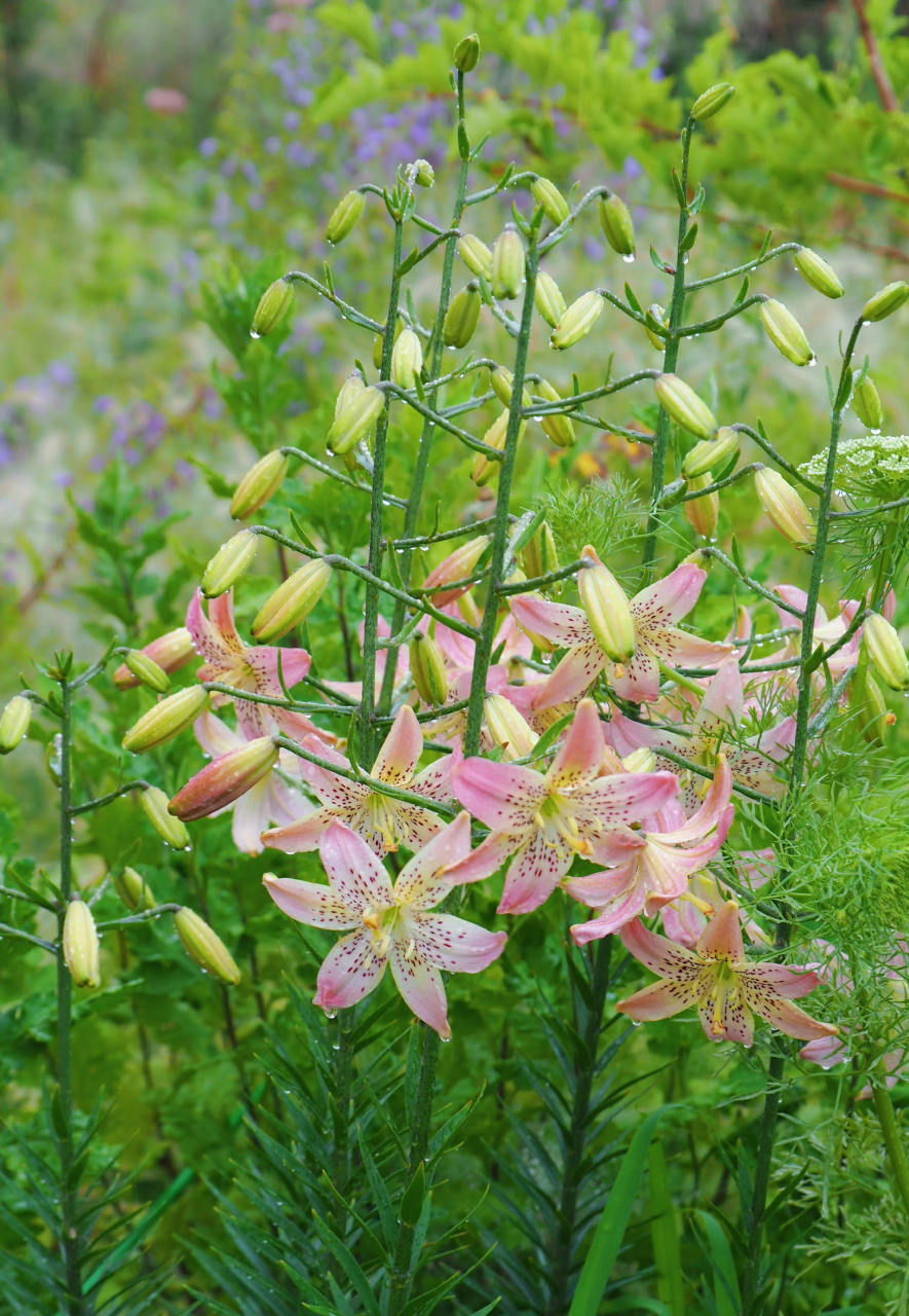百合花饰,顶着高温开了～ 我对你的爱就像百合花的花语一样,纯洁而