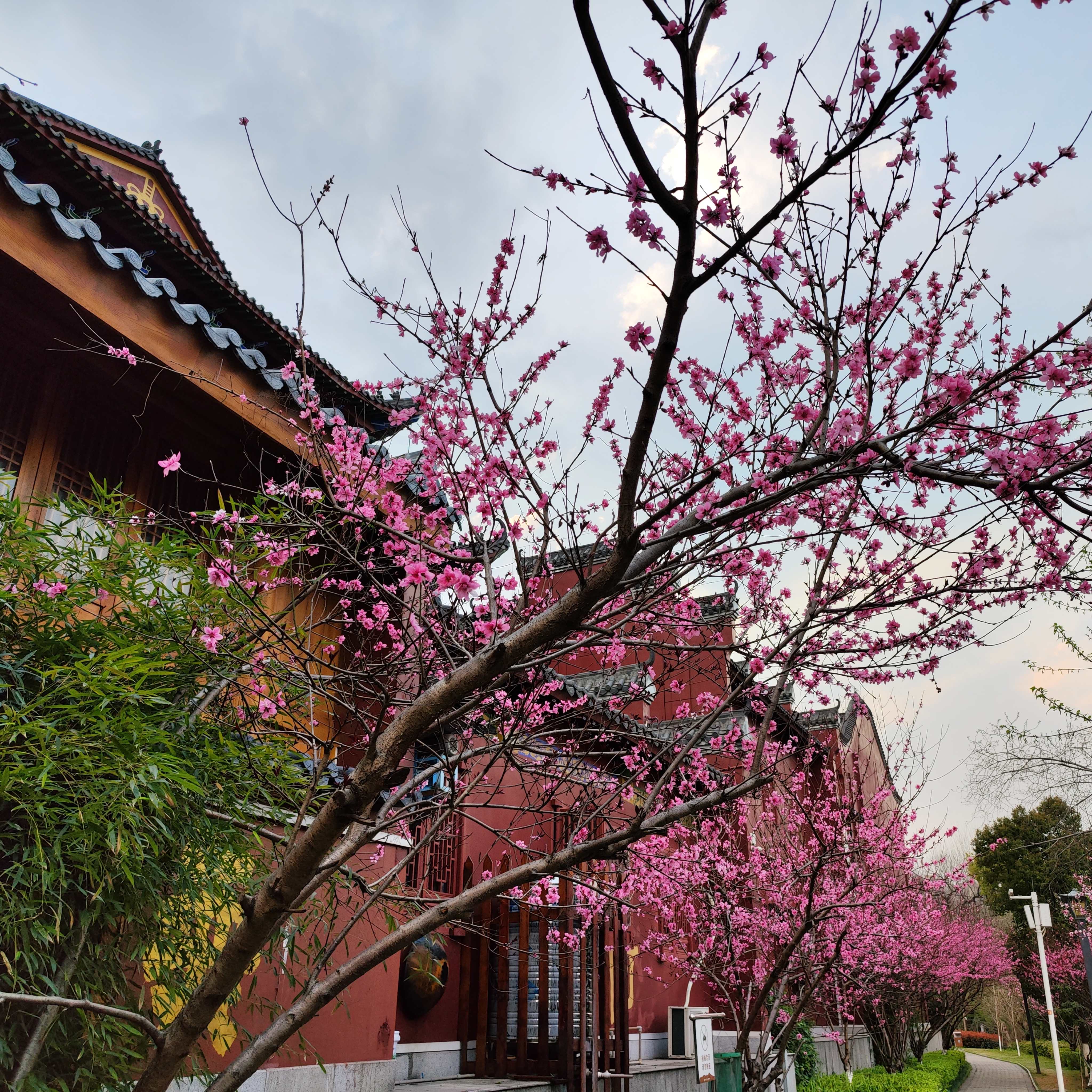 衡阳东洲岛桃花图片