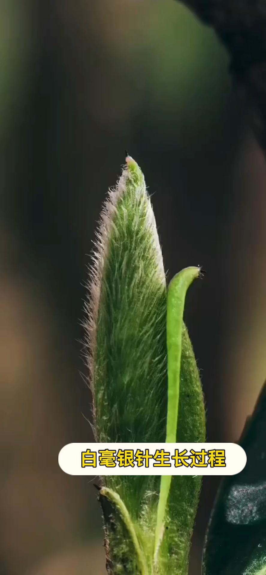 888_1920竖版 竖屏