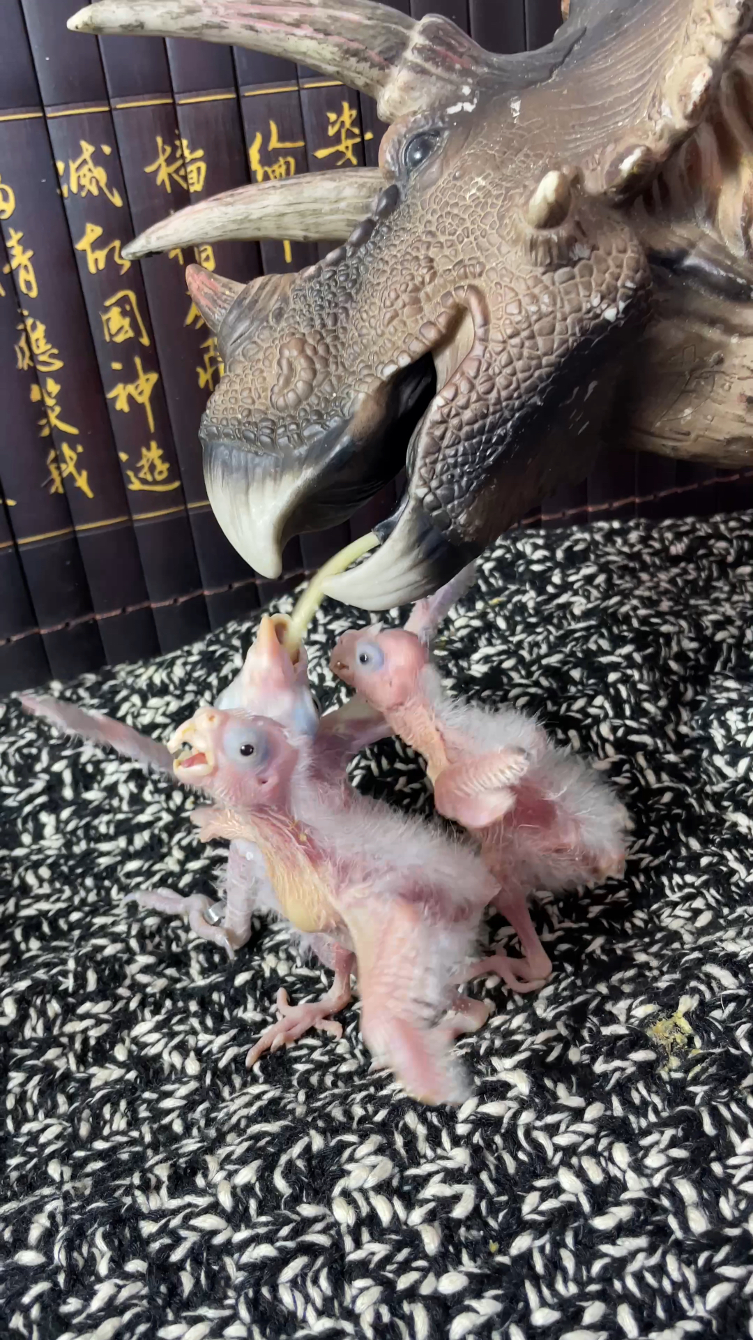 什么鸟叫声这么恐怖!晚上听见都害怕!