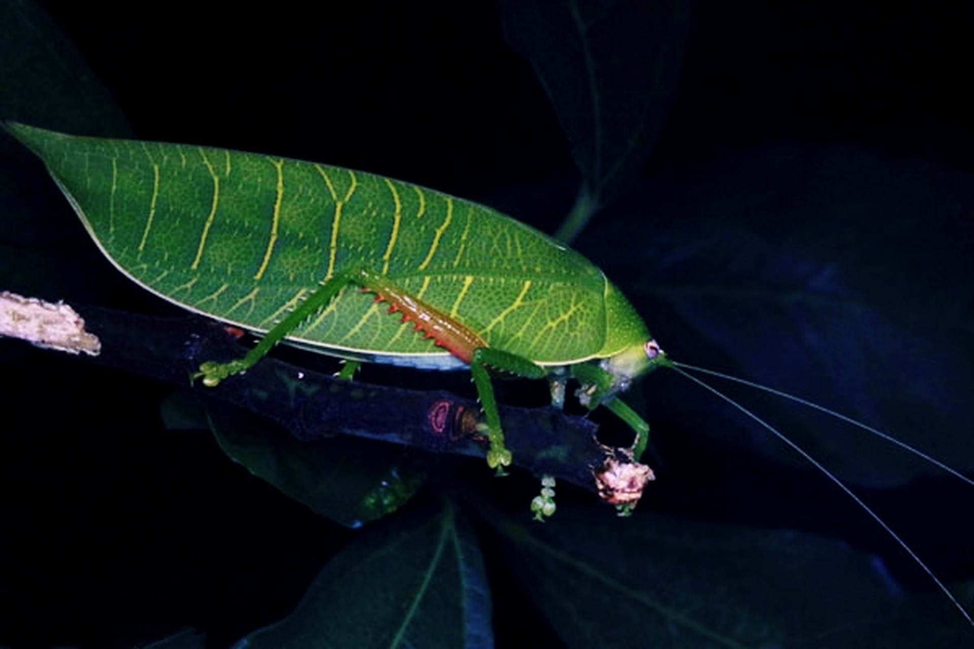 每天认识一种昆虫——贯脉菱螽 费脉菱螽别名冠脉菱螽,是我国特有物种