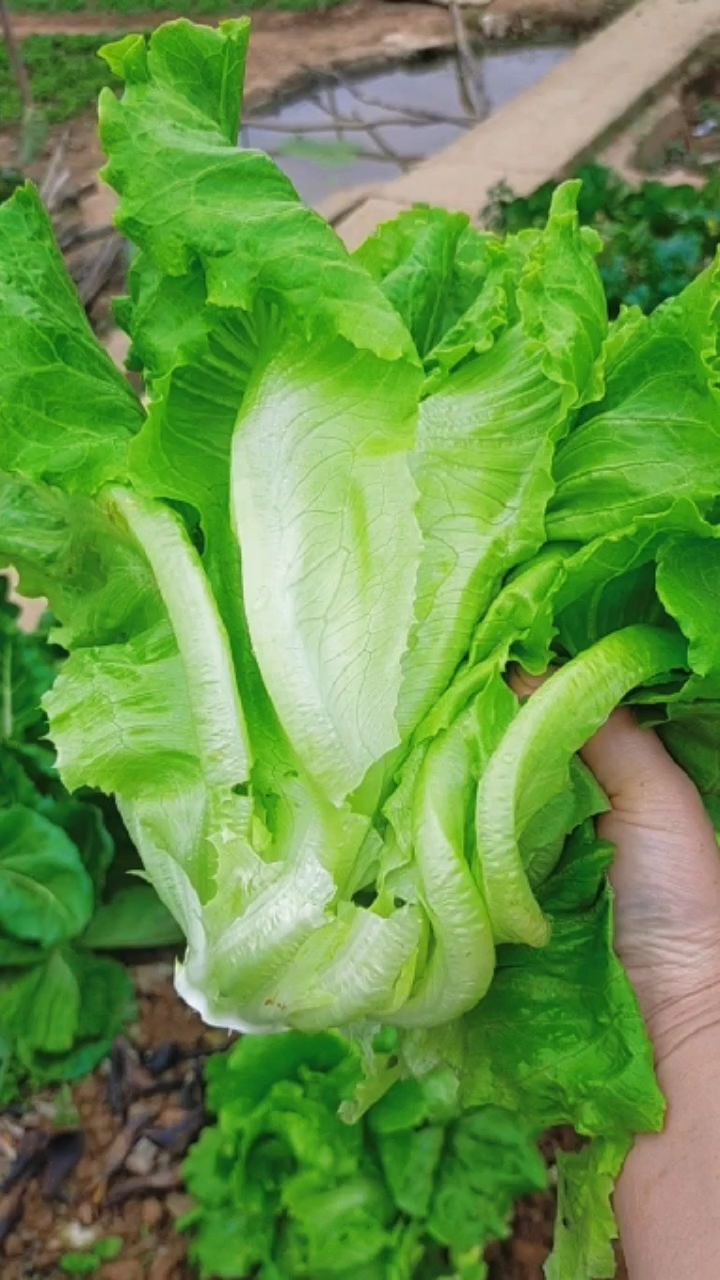 生菜的味道和油麦菜差不多,但种植要数秋冬季的较好,夏季种的次之