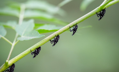 农村叫它"花姑娘",能飞会蹦的果树害虫,如何防治?