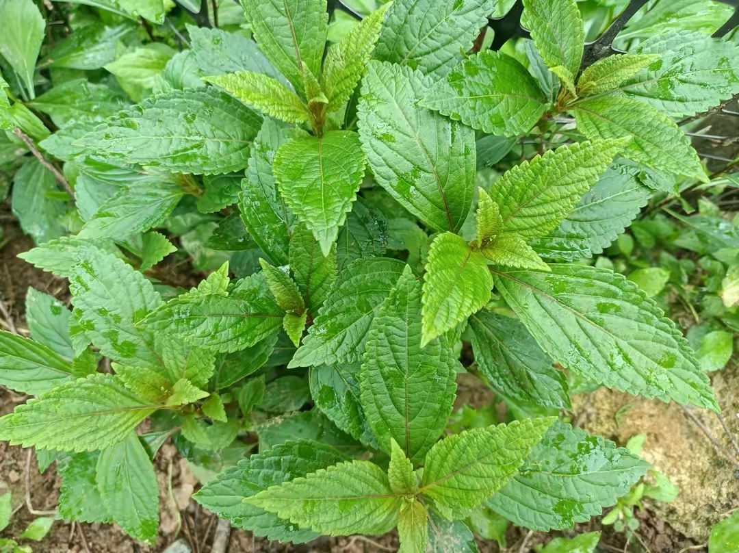 溪邊此野草,曾被農民嫌棄苦如黃連,竟不知是珍貴的