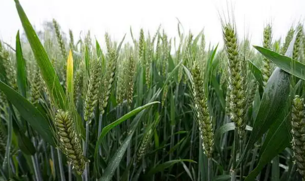乐土60小麦品种图片