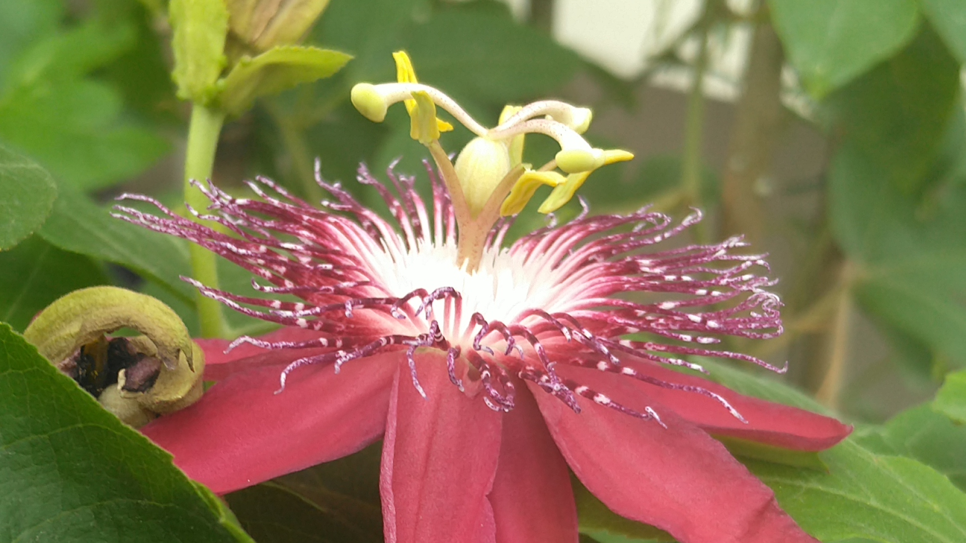 红花西番莲,花大,观赏性极佳,被称为陆地上的莲花