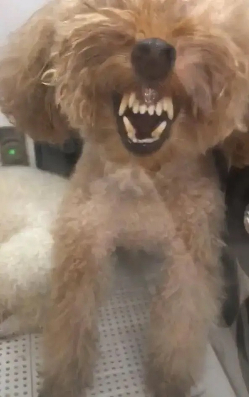 比亚迪的成功,应该有泰迪一份功劳吧?