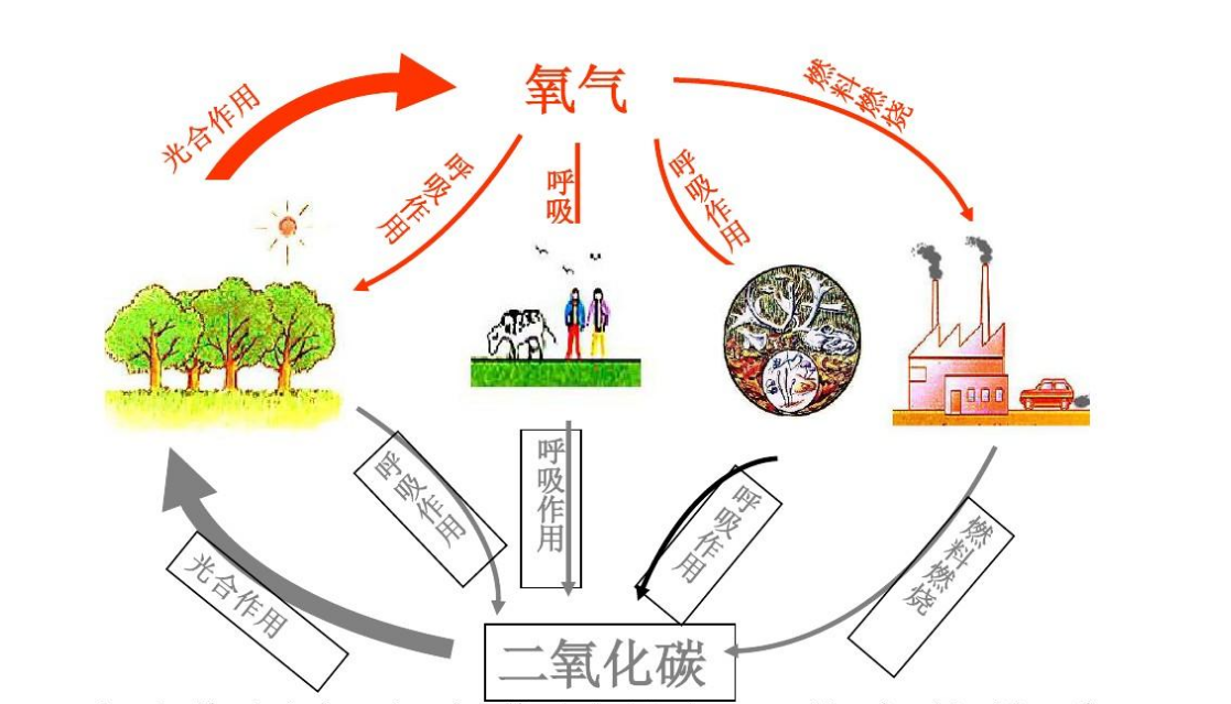 植物吸收氧气呼出二氧化碳正确吗