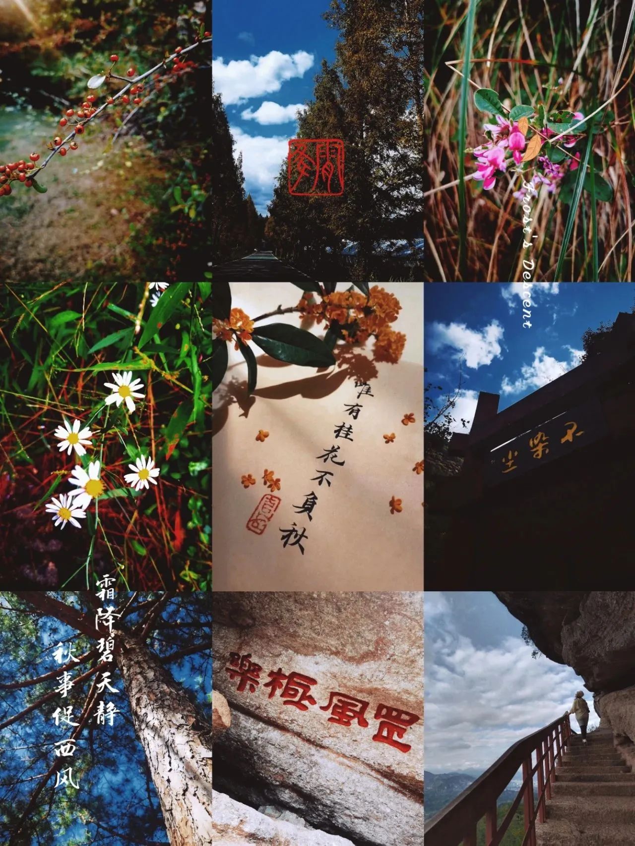 霜降如此美好的日子和它的名字一样好听