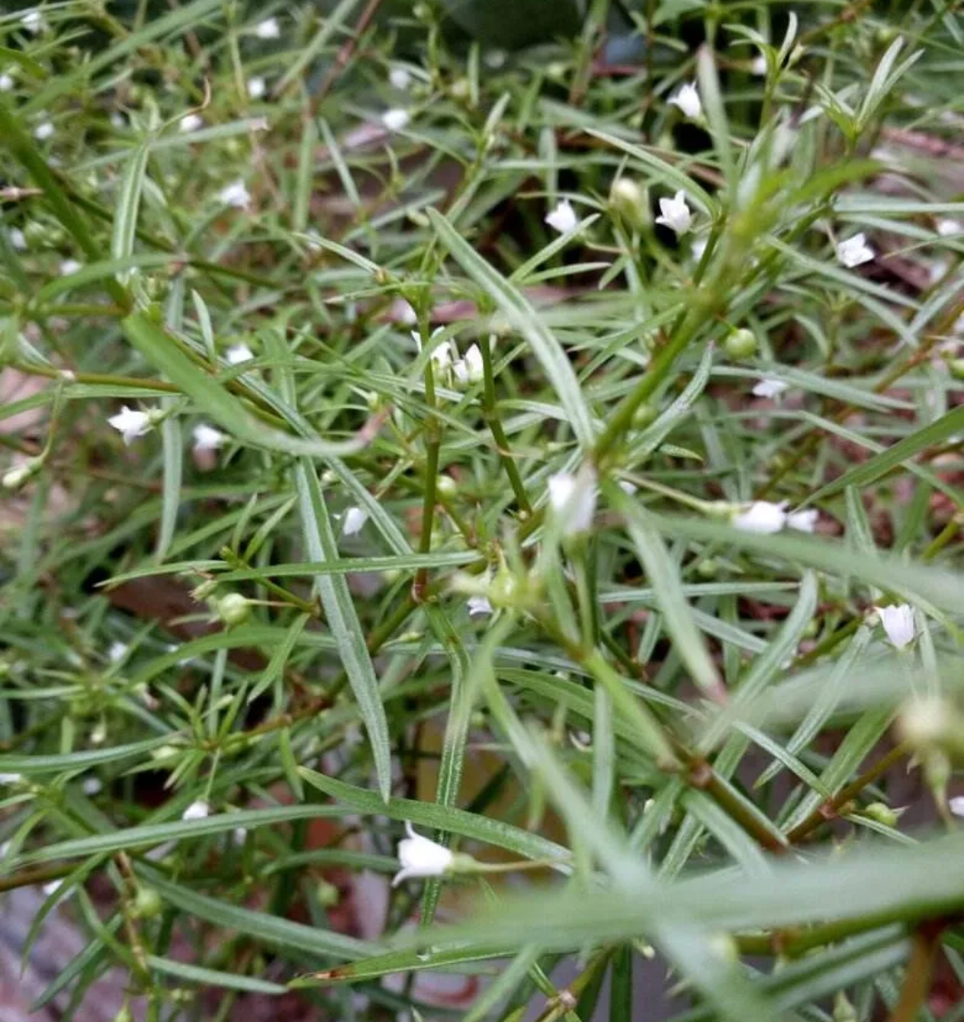 白花蛇草禁忌图片