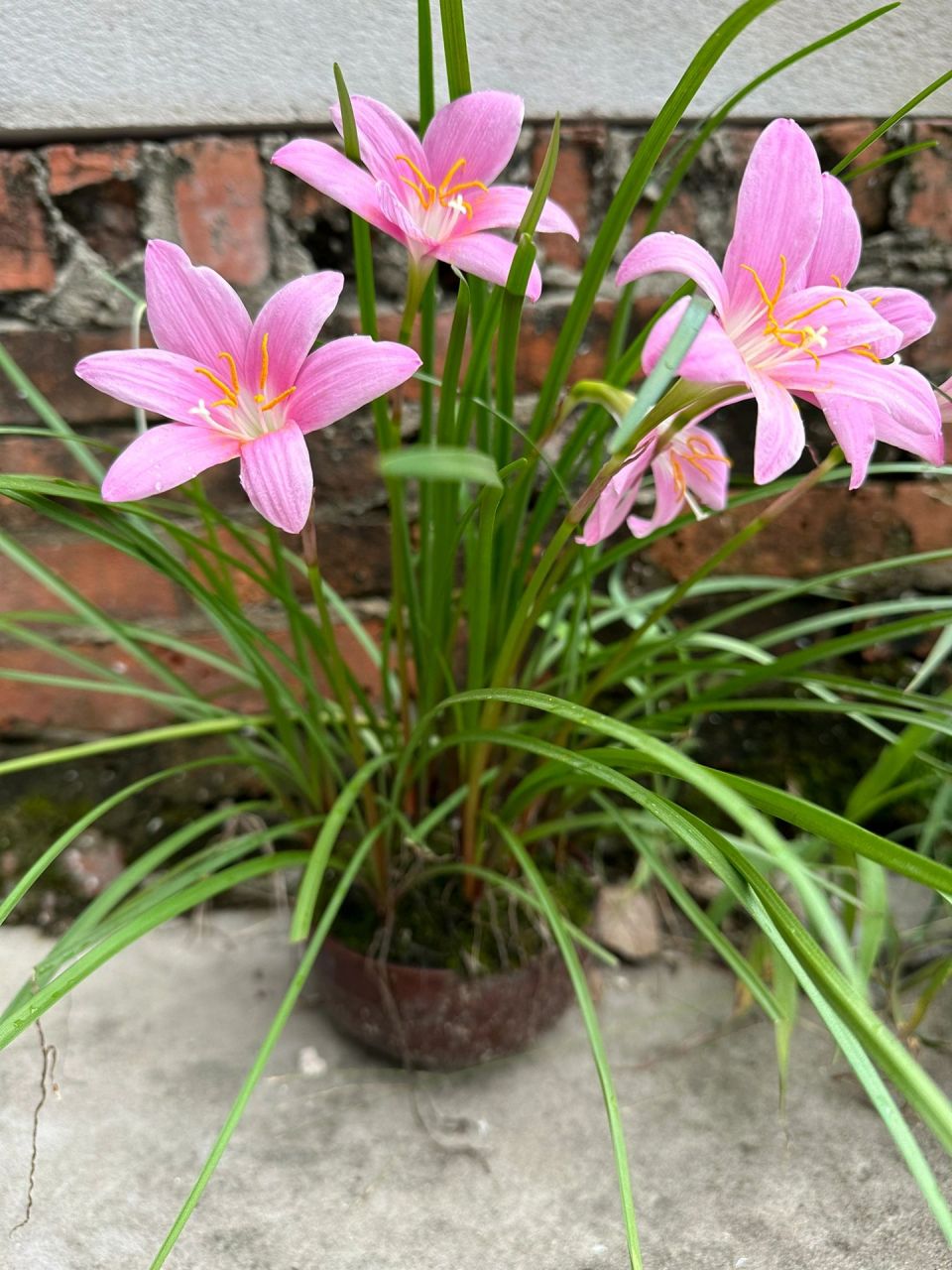 像韭菜叶的兰花图片