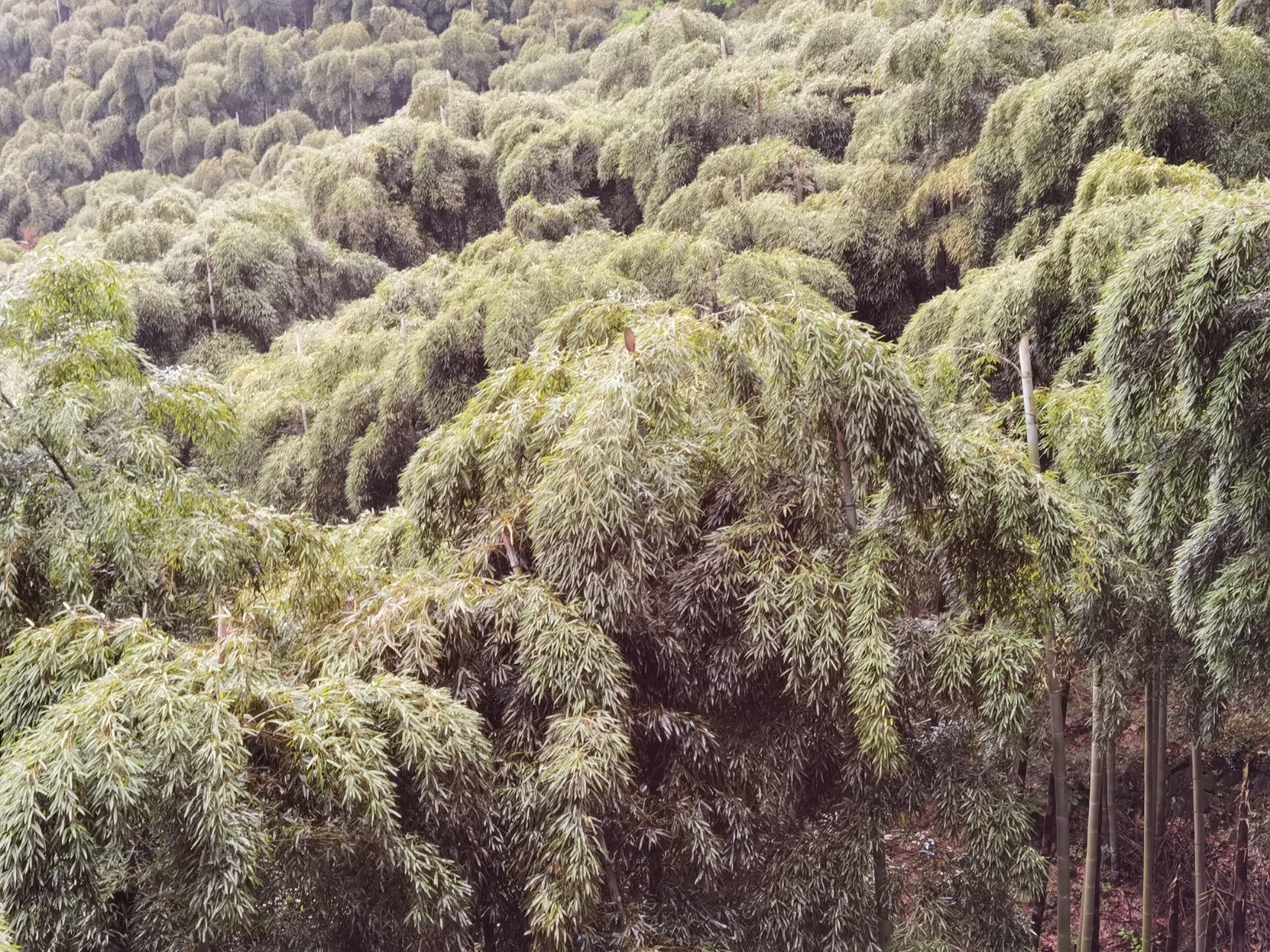 人文旅行摄影 莫干山中 绵羊般的竹冠