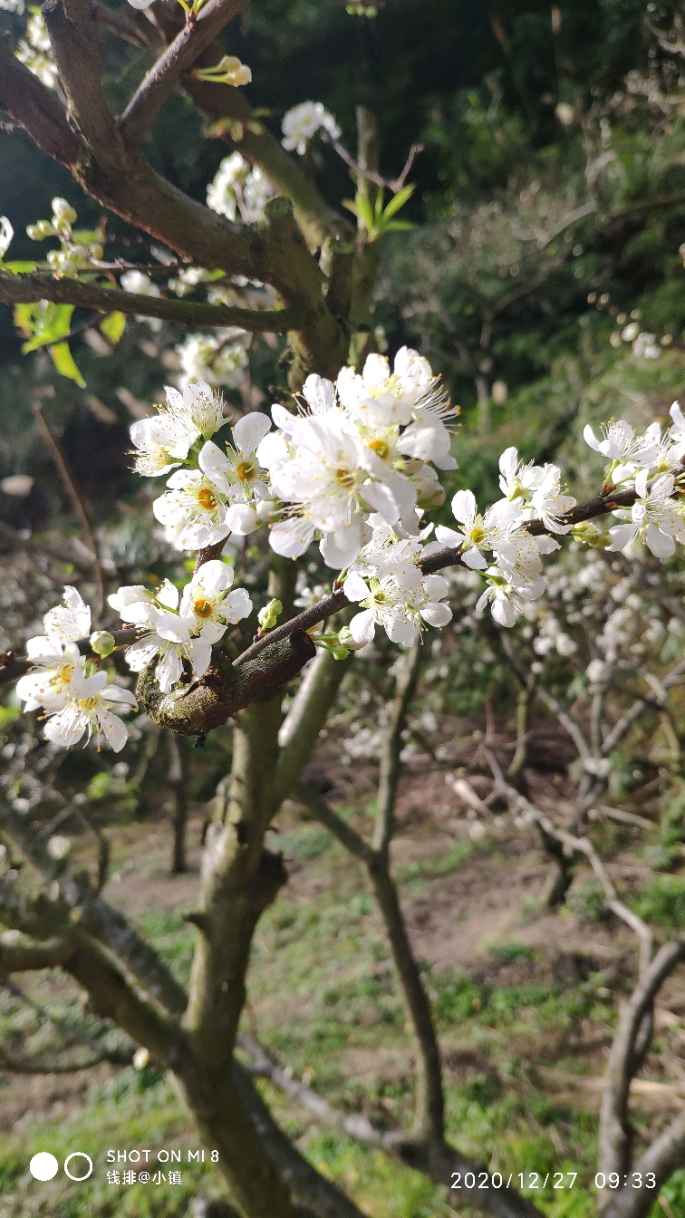 三华李开花结果成熟