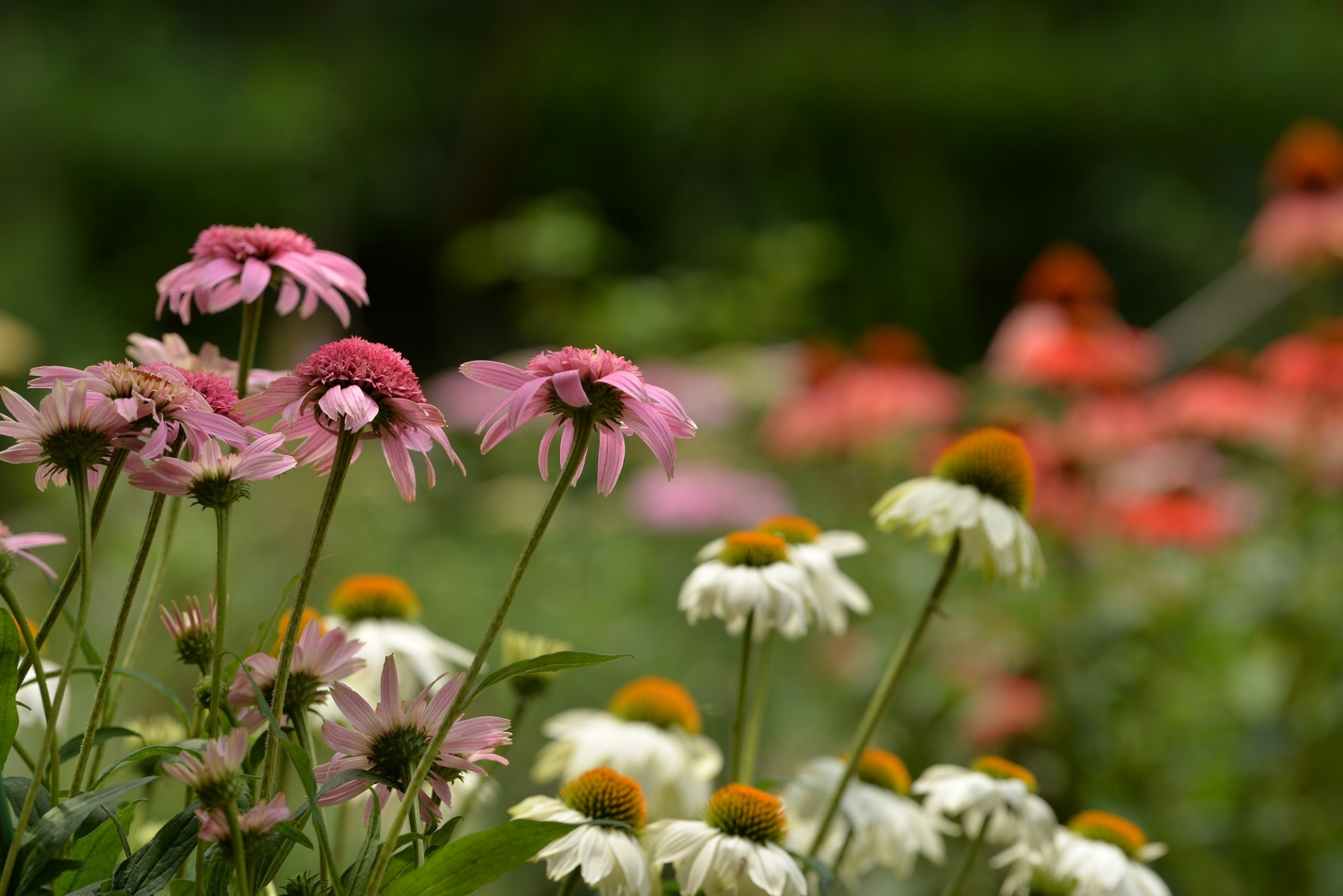 盛夏风景# 徒步旅行,走进大自然,融入其中,与花草共舞,与山水同乐.
