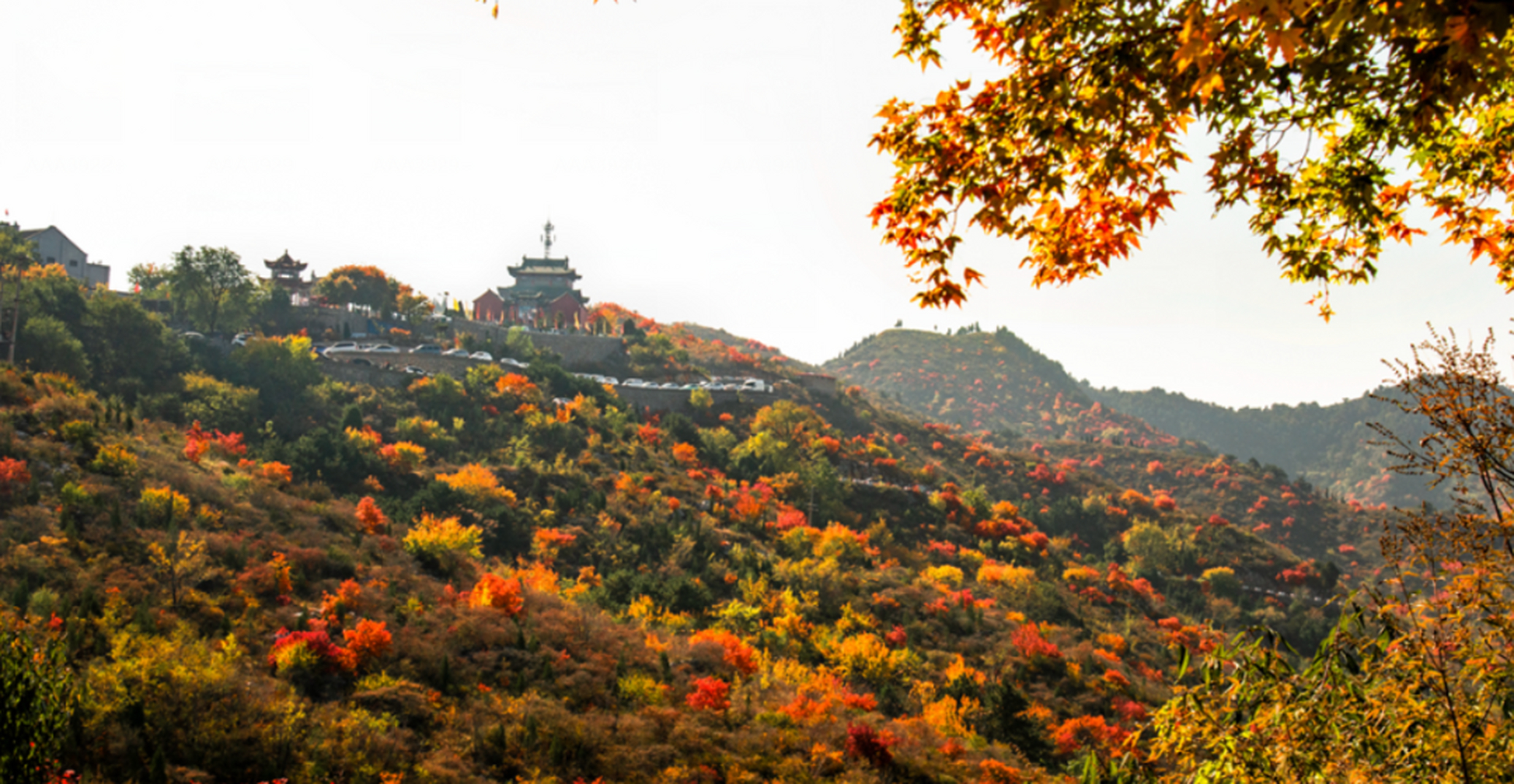 柏尖山位于河南省林州市原康镇,地处太行山山脉,山上林木生长茂盛,每