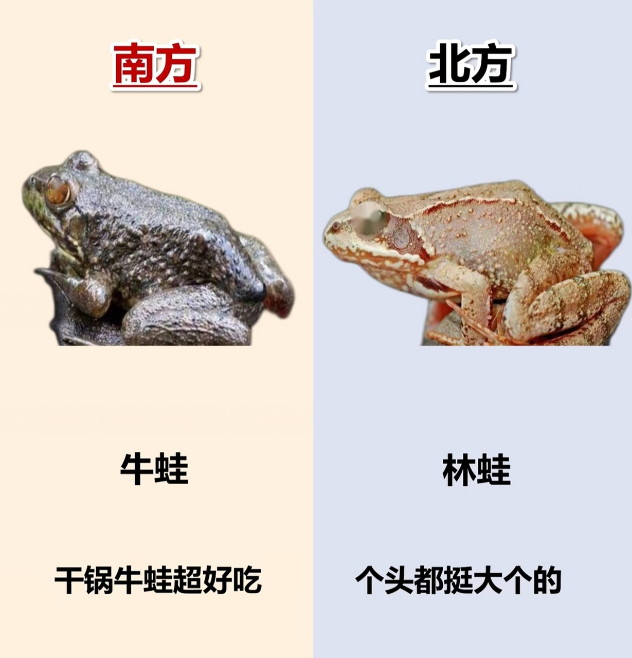 南方与北方的区别 南方的牛蛙可以干锅,北方的林蛙可以炆炒.