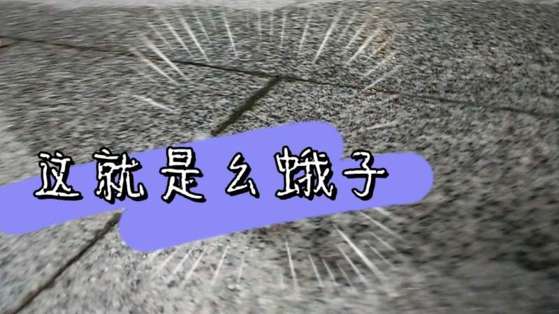 带你来看看什么叫幺蛾子,搞笑,萌宠,好看视频