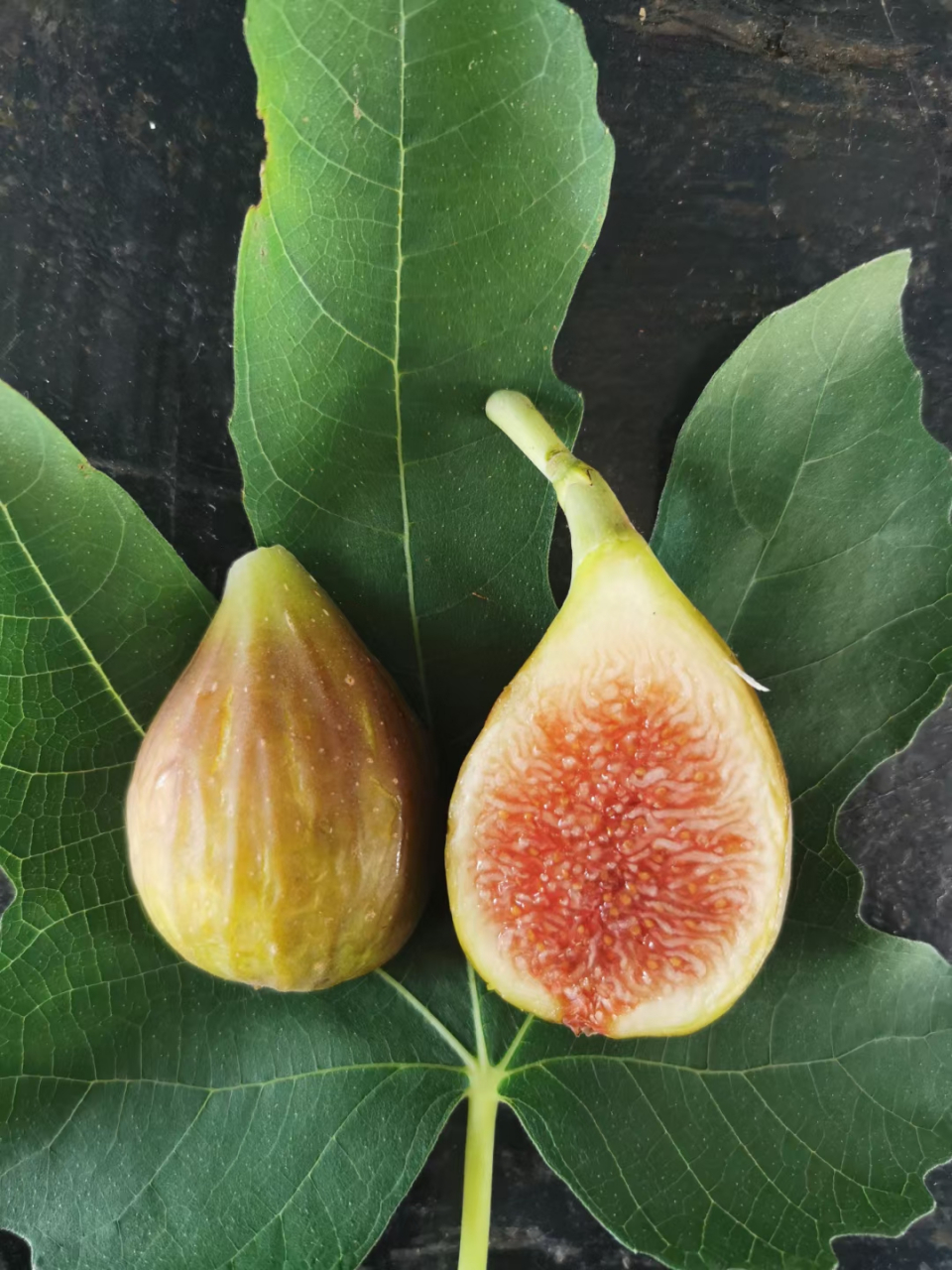 芭劳奈无花果新品种糖度是真的高,鲜果都这么甜,如果加工成无花果干
