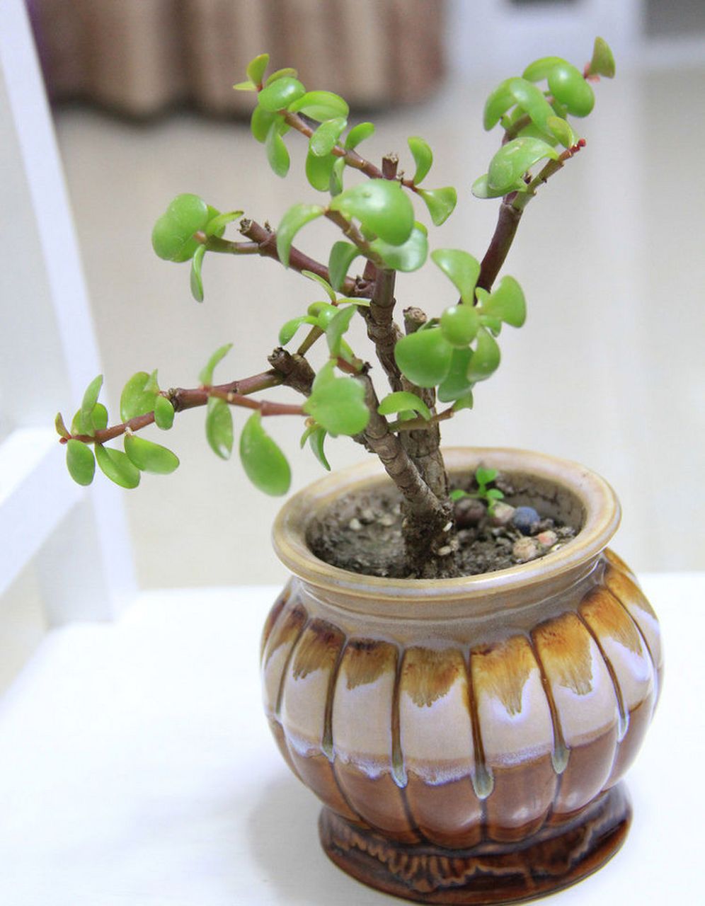 其实给金枝玉叶做造型,是一个比较简单的过程,需要你稍微用一点心就