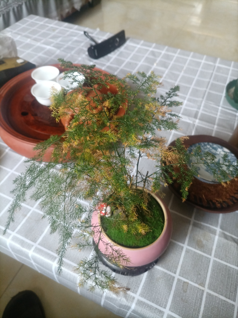 文竹真不好养,叶子老是发黄,换了几盆了养着养着就发黄了,有没有大佬