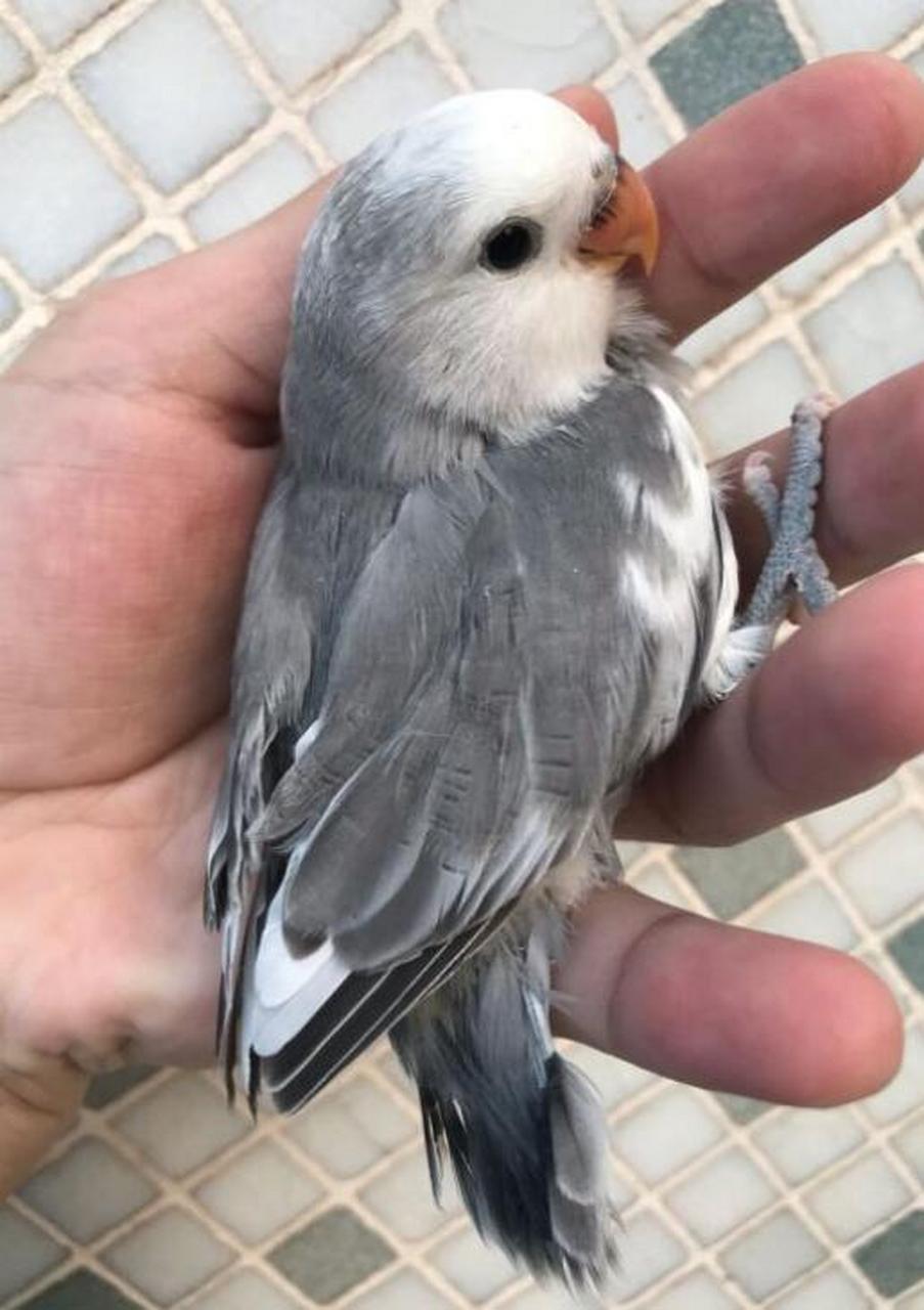 牡丹鹦鹉,墨闪,看起来还是很有味道的!