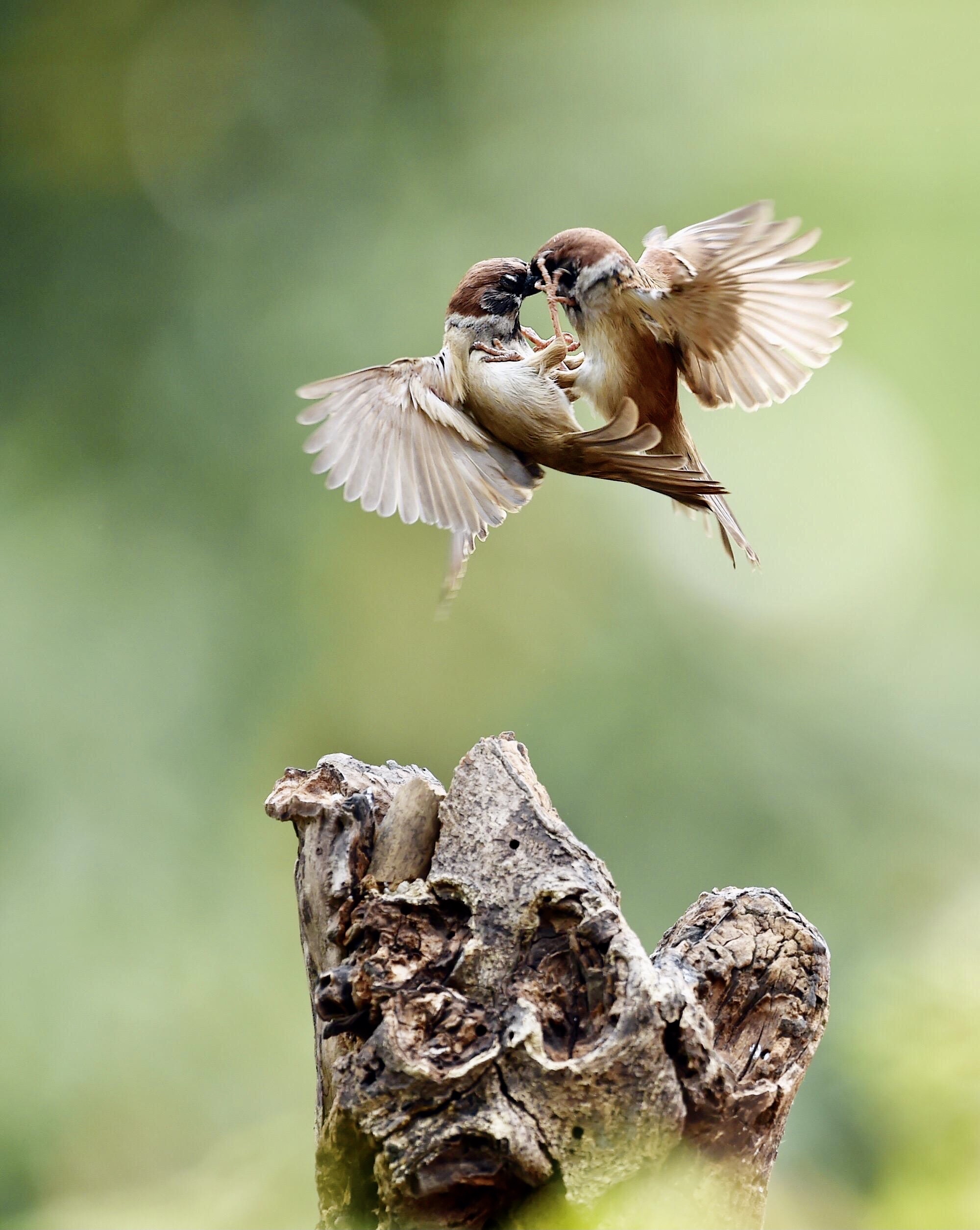 放生功德不思议