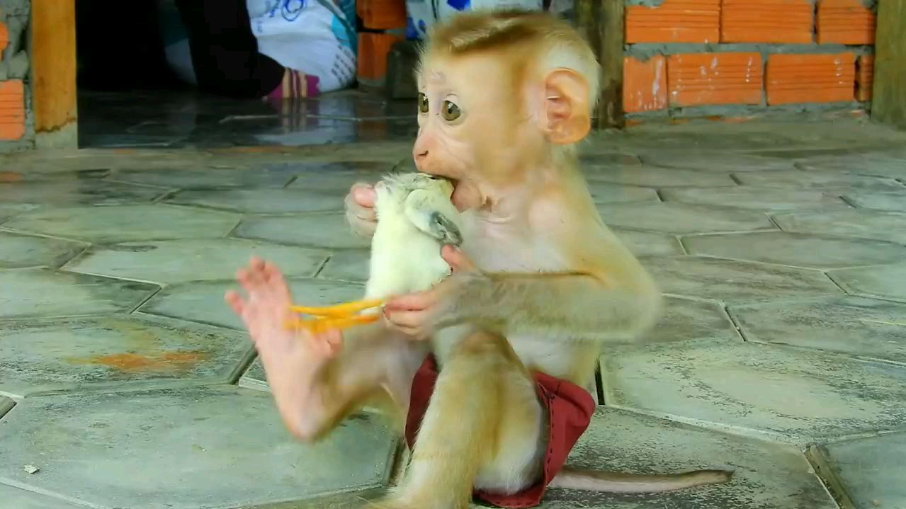 可恶的小猴子经常欺负小鸡