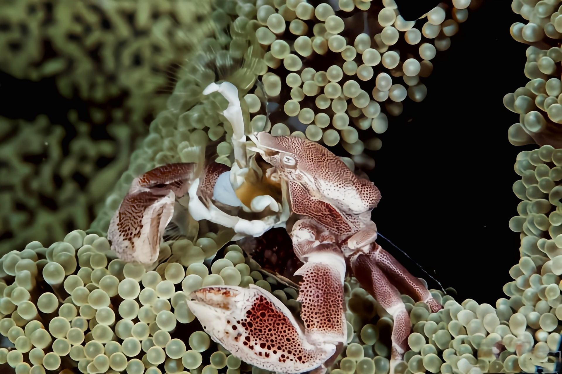 每天认识一种动物——红斑新岩瓷蟹 红斑新岩瓷蟹原产于印度洋至