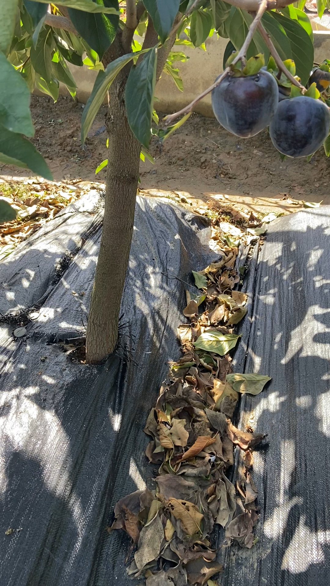 我家的黑柿子树,你们见过黑柿子吗?-度小视