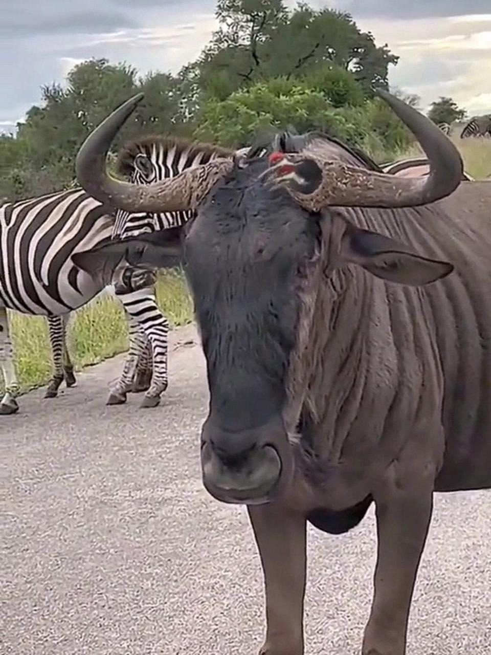 爱钻牛角尖的小鸟儿