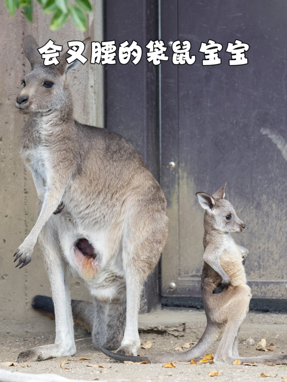 会叉腰的袋鼠宝宝 这个袋鼠宝宝也太可爱了吧! 它还会叉腰呢!