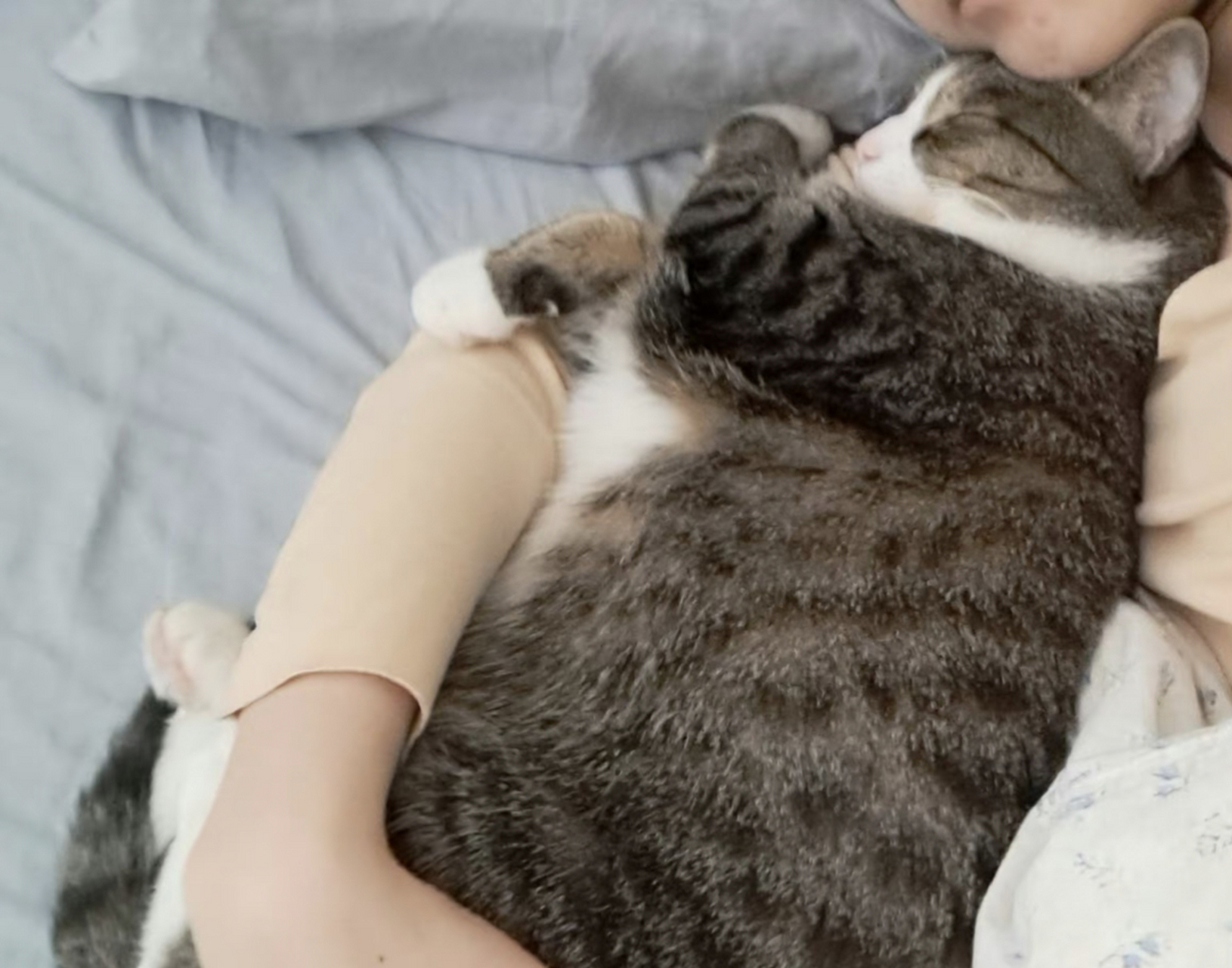 最近每天早晨怀里都抱着一头小猪,导致起床更困难了!