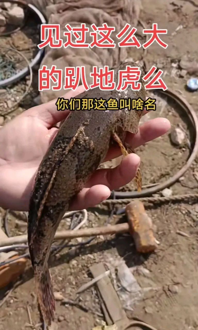 东莞最大的野生趴地虎,没有之一!