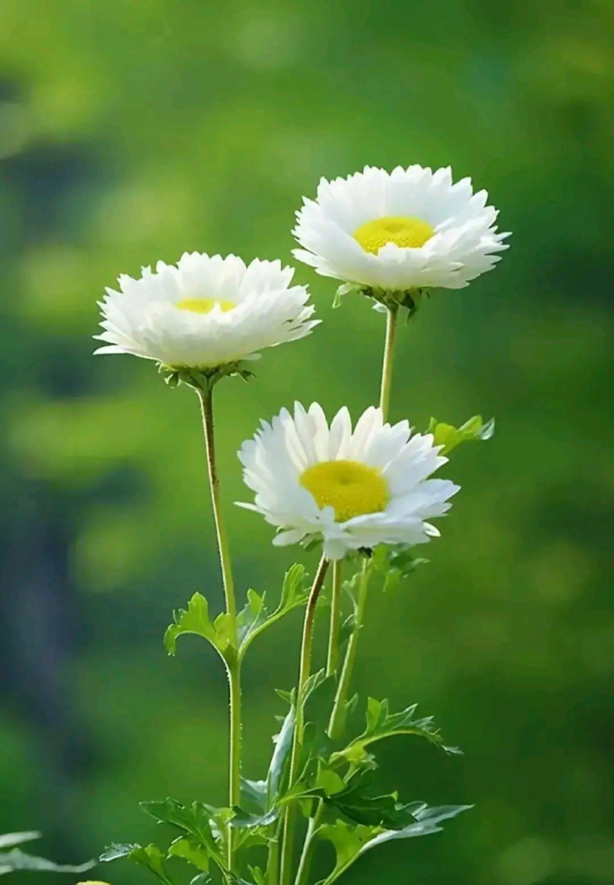 分享图片:孤傲的小白菊