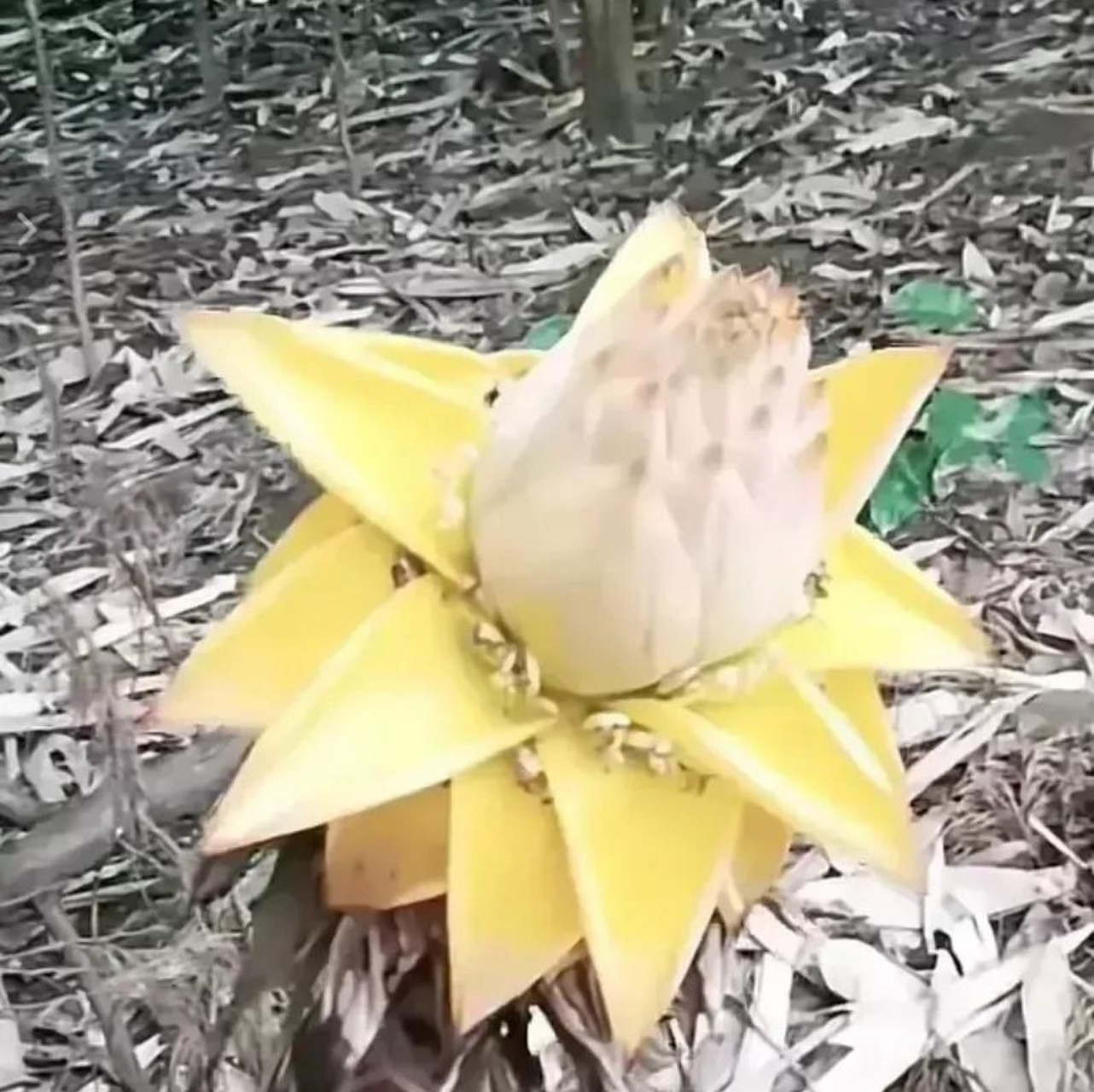 四川内江,一女子清明时去扫墓,在山上发现了一朵鹅黄色花,她觉得此花