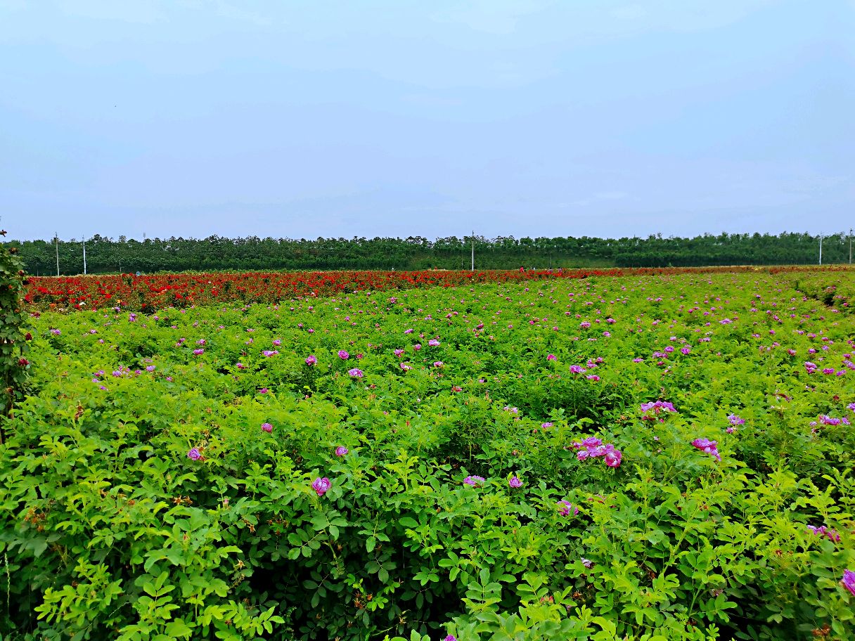 美轮美奂的齐河八卦花海