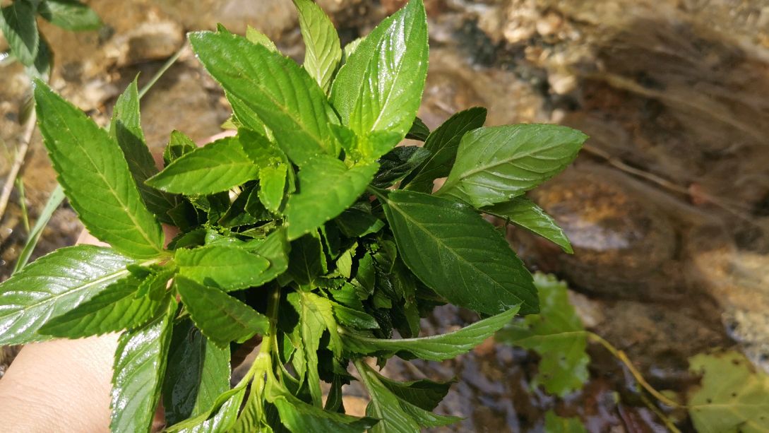 农村常见的一种野菜,止痒止痛,还能驱蚊!